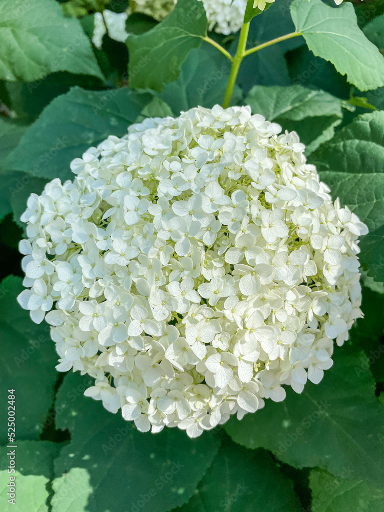 Bigleaf hydrangea Bigleaf hydrangea