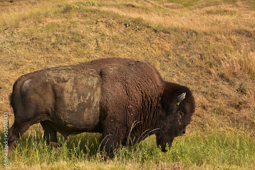 Large American Buffalo Meandering Along in Tall Grass