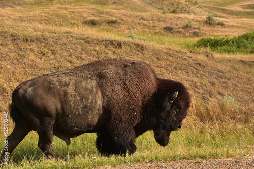 Roaming Buffalo Walking in Prairie Grasses in South Dakota © dejavudesigns