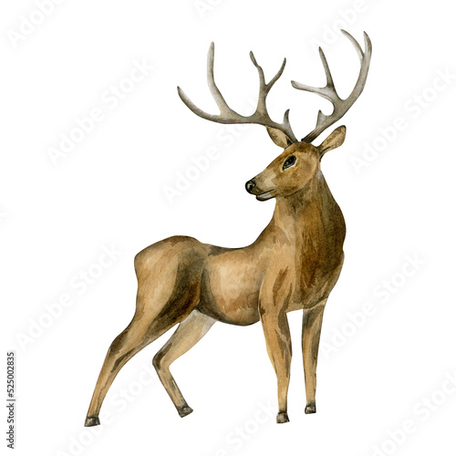 Deer, horned animal watercolor illustration isolated on white background
