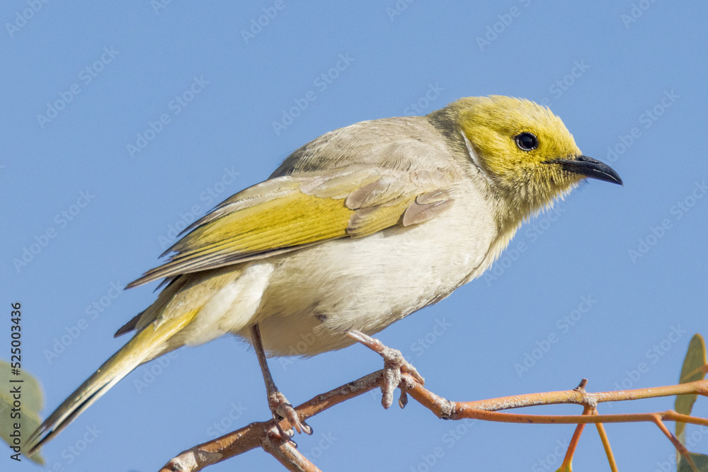 Obraz premium White-plumed Honeyeater in Northern Territory Australia