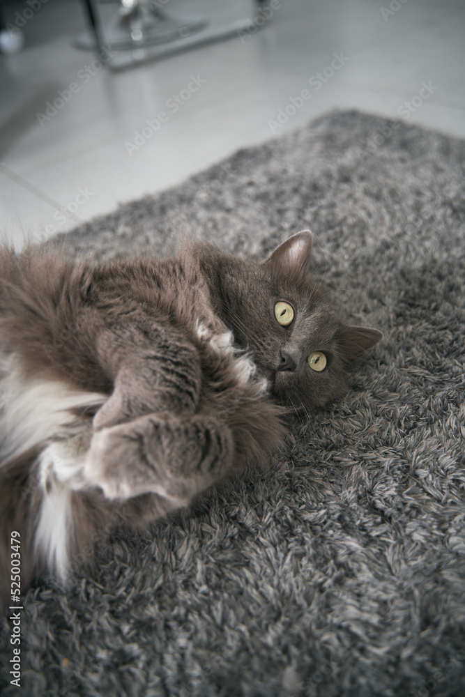 A gray cat lies relaxed on the floor with paws crossed