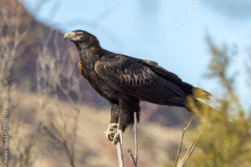 Wedge-tailed Eagle in Northern Territory Australia