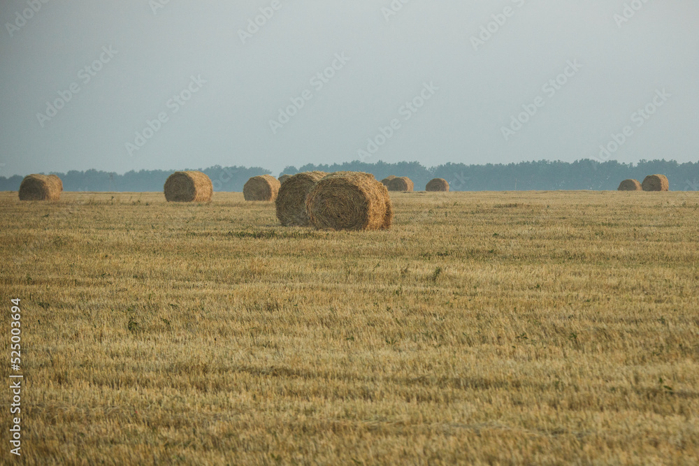 Hay rolls on meadow against sunrise background.