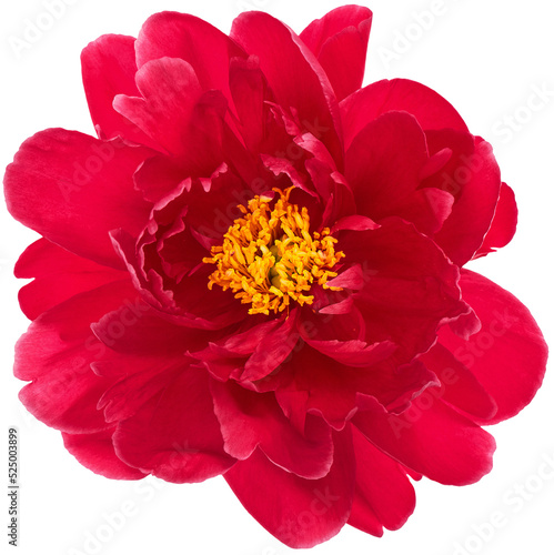 Peony bloom PNG flower head transparent background © LiliGraphie