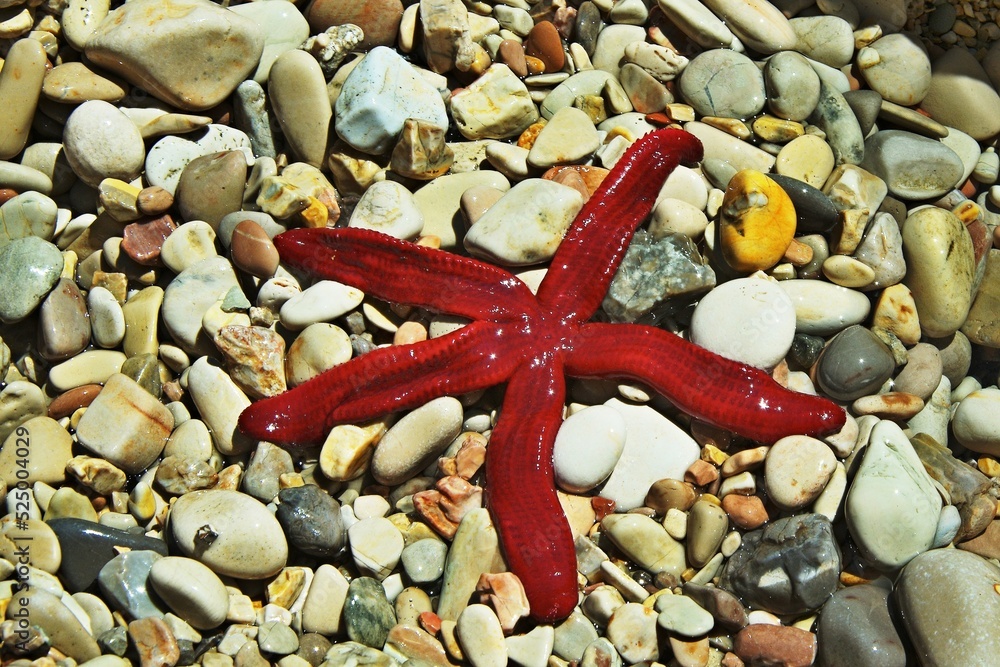 Greece,island Ithaki-view of the starfish Greece,island Ithaki-view of the starfish