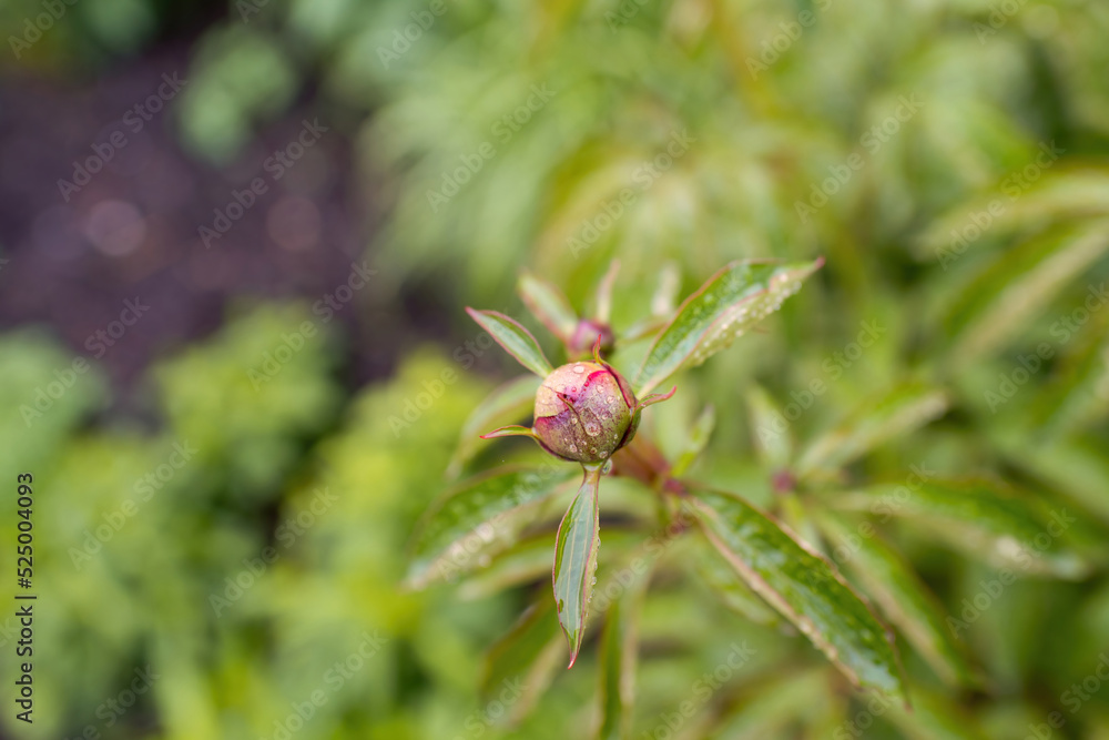 Bud of Paeonia peregrina covered with water drops early in the spring Bud of Paeonia peregrina covered with water drops early in the spring
