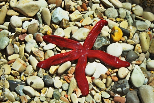 Greece,island Ithaki-view of the starfish photo