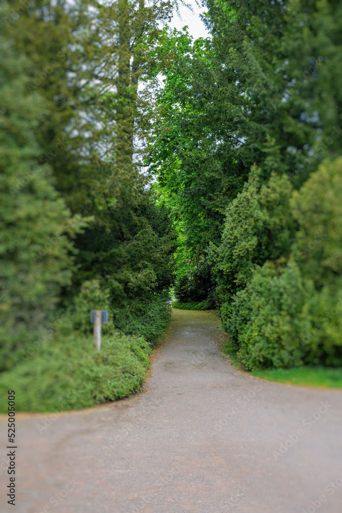 Empty park alley between tight trees - vertical image