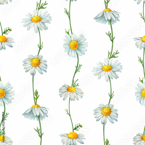 Seamless pattern with meadow, field white chamomile flowers (cota, daisy, chamomilla, kamilla). Watercolor hand drawn painting illustration, isolated on white background