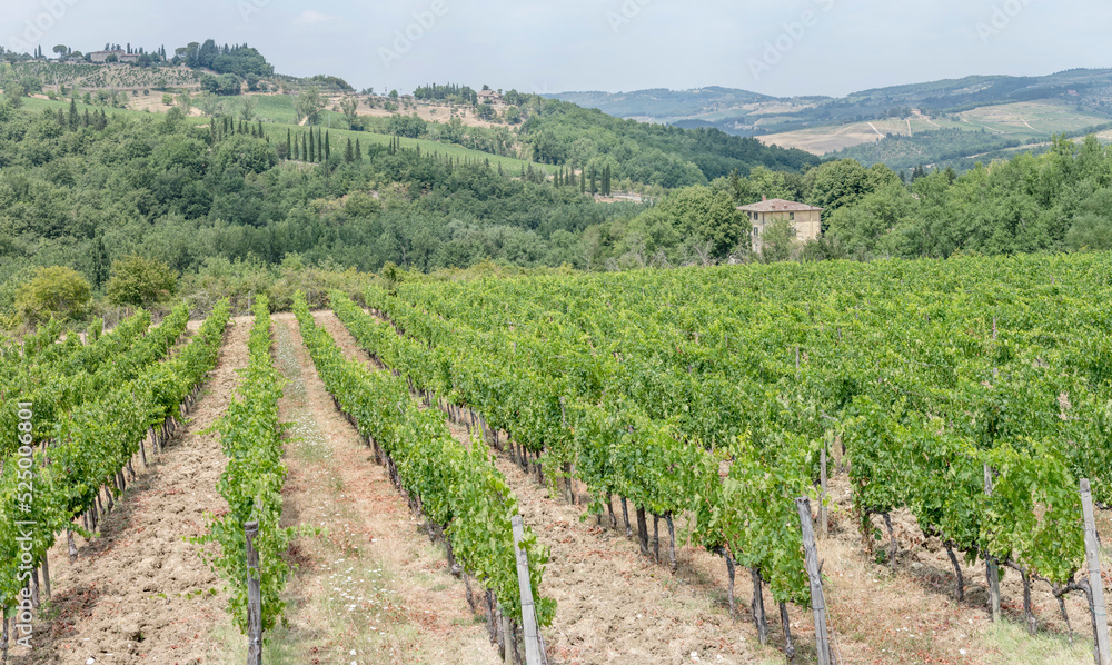 lines of grapevines in hilly vineayard, near Greve in Chianti, Italy