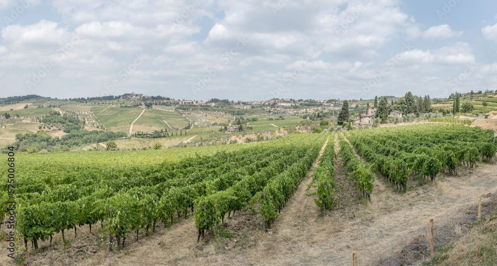 vineyards in hilly landscape  near Ponzano in Chianti, Italy
