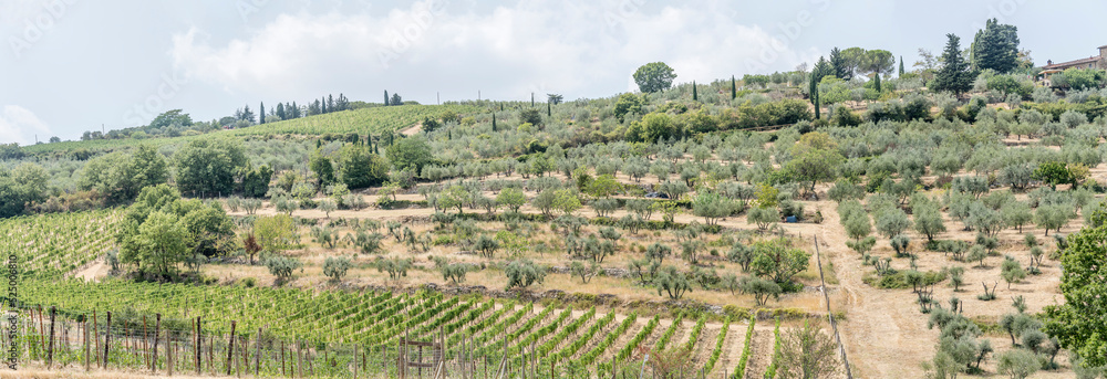 vines, olive trees and cypressus on slopes near Greve in Chianti, Italy