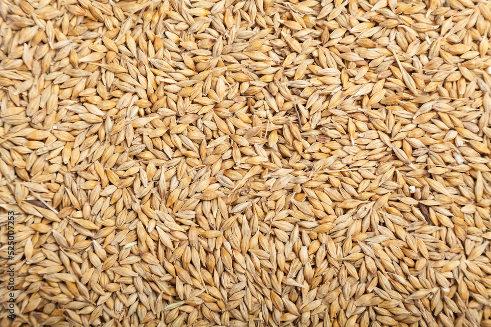 Pearl grain. raw pearl grains . Background of pearl grain Pearl grain. raw pearl grains . Background of pearl grain