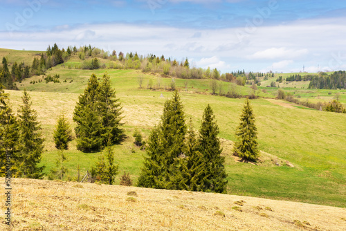 spruce trees on the grassy hills. spring rural scenery in morning light