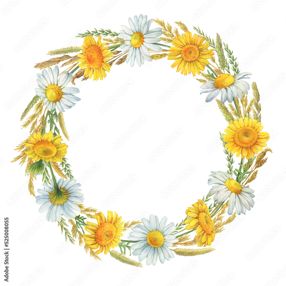 Round frame, template, wreath with dried meadow spikelets, field dry herbs and chamomile flowers (Matricaria chamomilla, kamilla, daisy). Watercolor hand drawn painting illustration, isolated on white