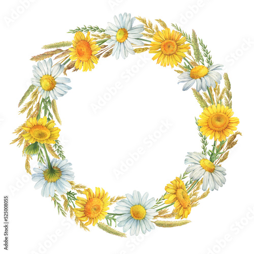 Round frame, template, wreath with dried meadow spikelets, field dry herbs and chamomile flowers (Matricaria chamomilla, kamilla, daisy). Watercolor hand drawn painting illustration, isolated on white © arxichtu4ki