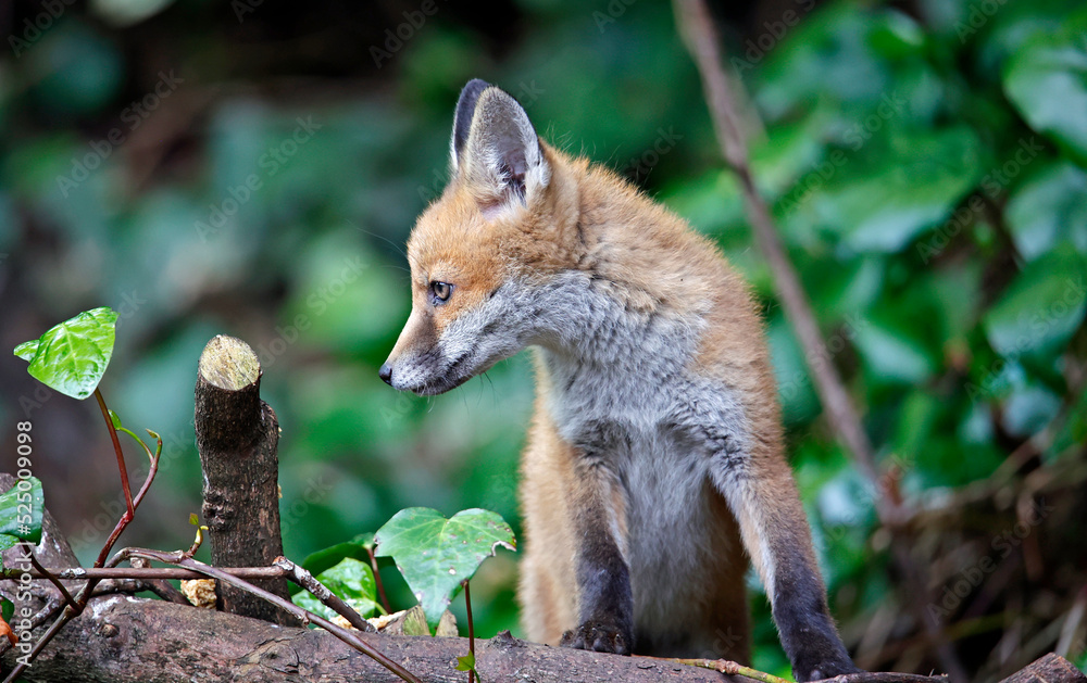 Fototapeta premium Fox cubs playing near their den