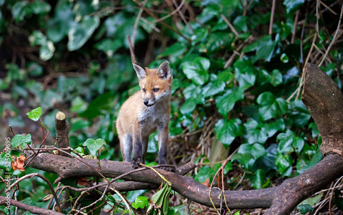 Fox cubs playing near their den © Stephen