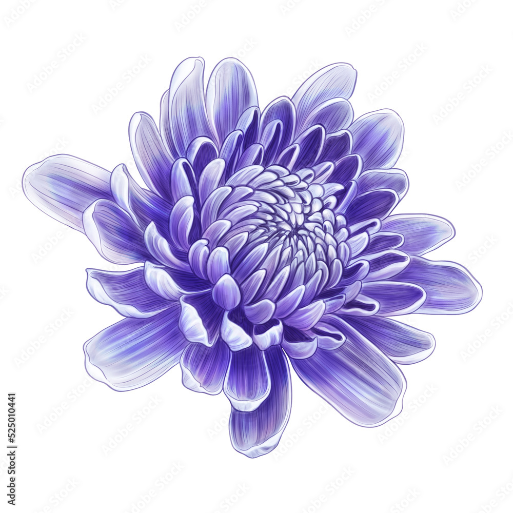 Fototapeta premium drawing flowers on a white background.
