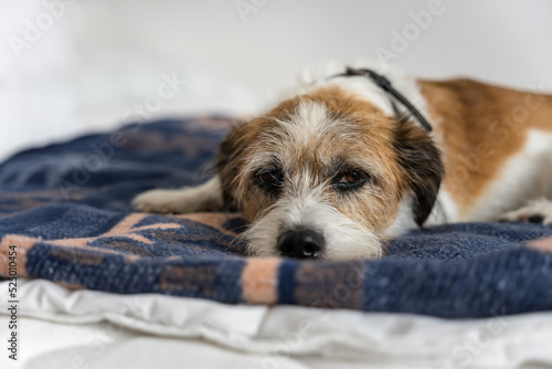 Ein kleiner Terrier Hund liegt auf einer blauen Decke auf einem Bett. Blick in die Kamera.