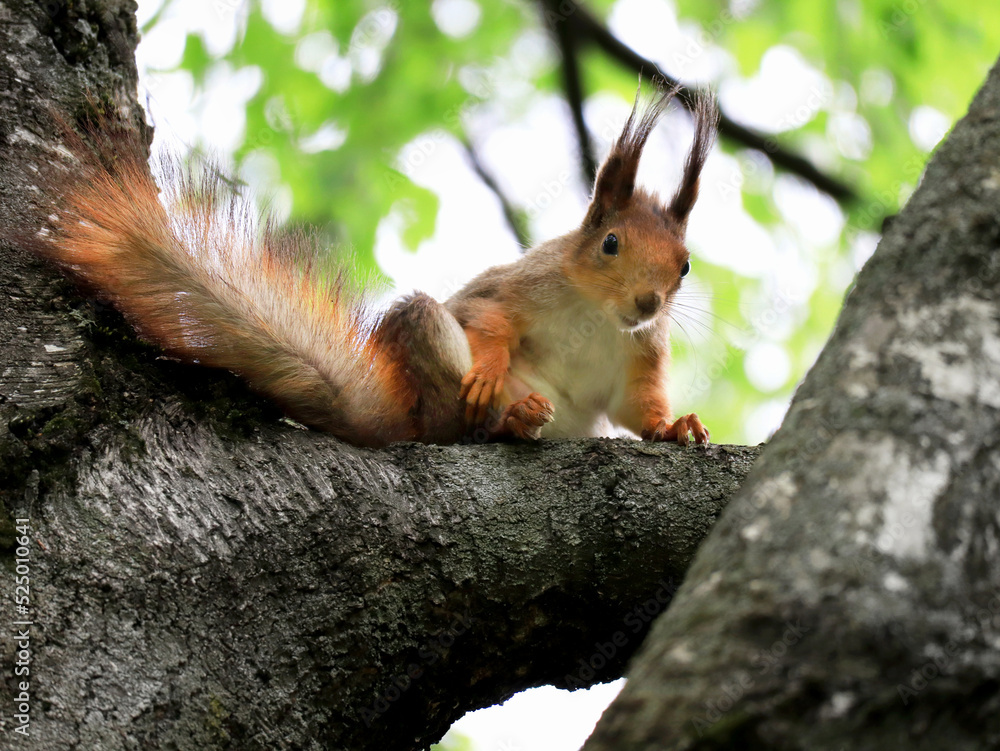 Squirrel sitting on a tree Squirrel sitting on a tree