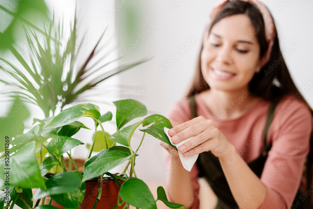 Smiling woman cleaning leaf of houseplant at home Smiling woman cleaning leaf of houseplant at home