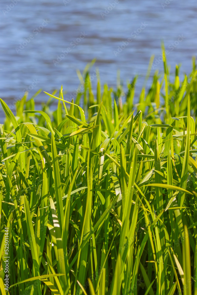 Obraz premium Grass with long leaves on the background of the reservoir.