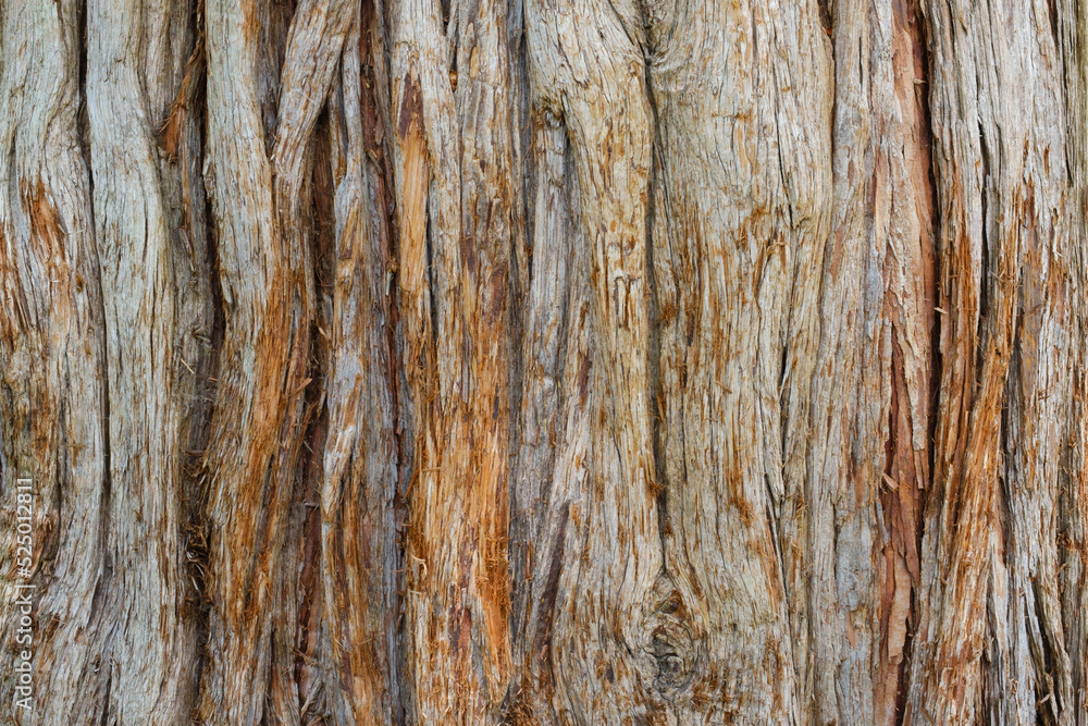 Bark ofincense cedar (Calocedrus decurrens) Bark ofincense cedar (Calocedrus decurrens)