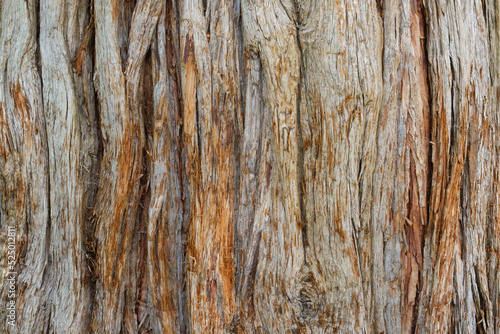 Bark ofincense cedar (Calocedrus decurrens) photo