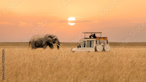 African elephant walking with tourist car stop by watching during sunset at Masai Mara National Reserve Kenya. photo