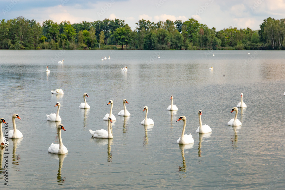Large flock of graceful white swans swims in the lake. Large flock of graceful white swans swims in the lake.