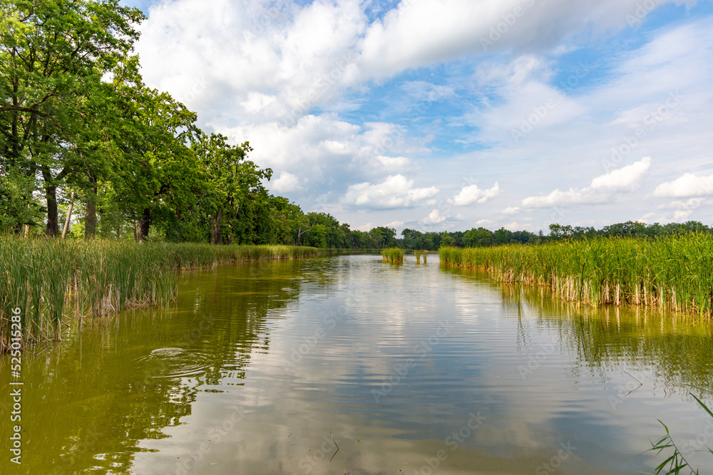 Summer day near forest lake.