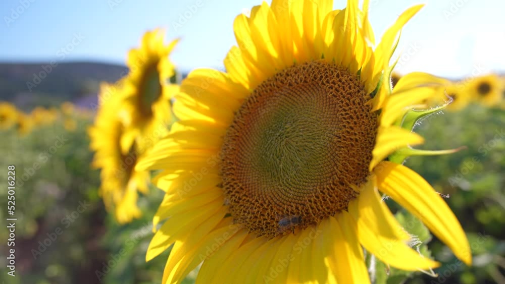 Close-up sunflower, blue sky. Close-up sunflower, blue sky.