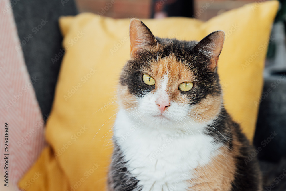 Portrait of pleased but serious, well-fed, lazy multicolor cat sitting on the couch and having a rest at home. Funny fluffy cat in cozy home atmosphere. Selective focus, copy space