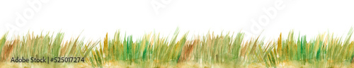 Watercolor illustration of green color wild grasses on white background