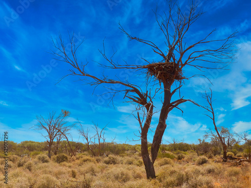 Eagles nest in dead tree in outback Australia photo