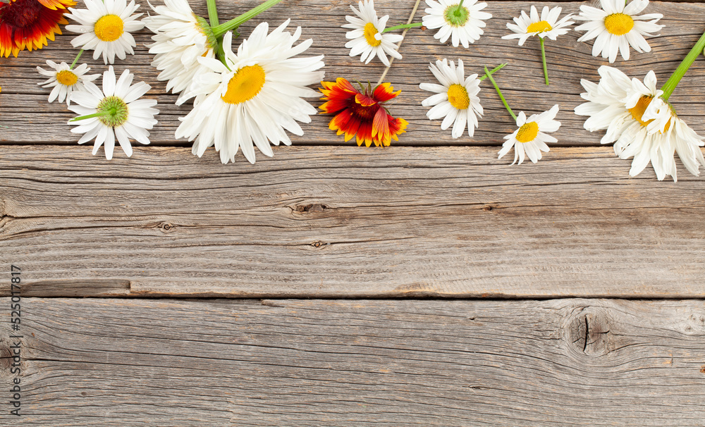 Obraz premium Chamomile garden flowers on wooden background