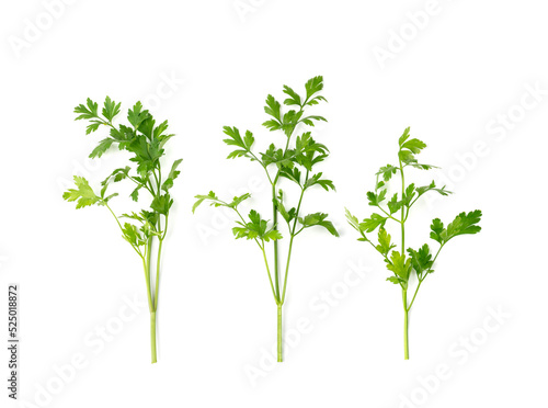 Parsley Leaves Isolated