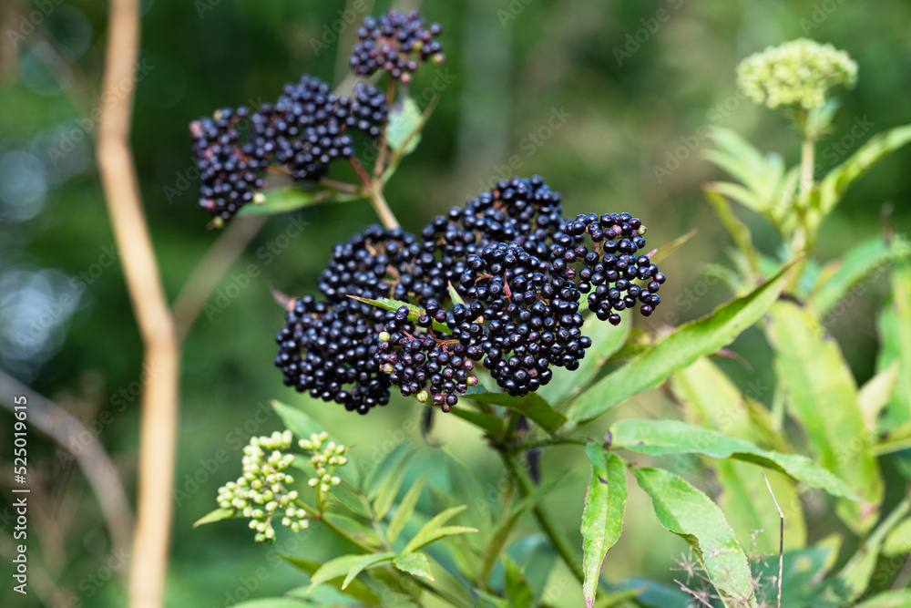 background of black elderberries close-up background of black elderberries close-up