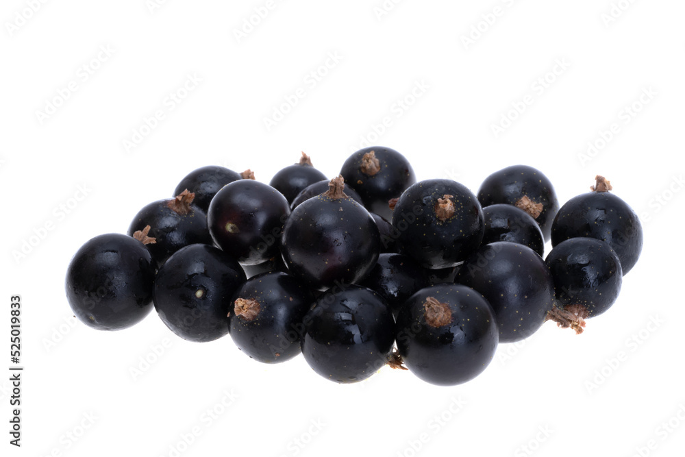 blackcurrant isolated