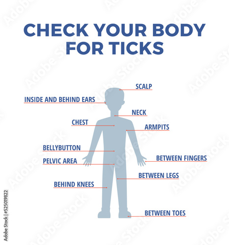 Infographic about check your body for ticks flat style, vector illustration