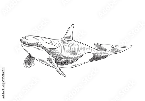 Whale sea animal in etched or engraved hand drawn vector illustration isolated.
