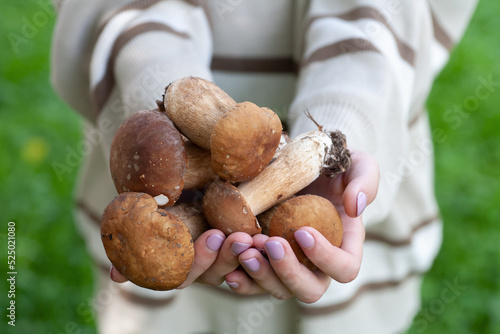 The girl holds porcini mushrooms in her hands. local focus.