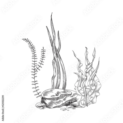 Hand drawn monochrome different seaweed with stones sketch style