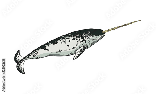 Hand drawn colorful narwhal sketch style, vector illustration