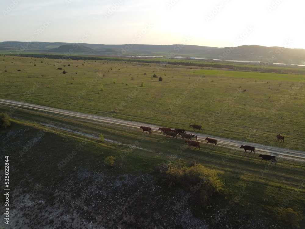 AERIAL: Flying over a small herd of cattle cows walking uniformly down farm road on the hill. Black, brown and spotted cows. Top down view of the countryside on a sping sunset. Idyllic rural landscape