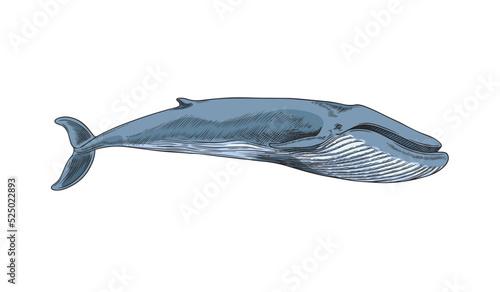 Blue whale marine mammal, hand drawn sketch vector illustration isolated on white background.
