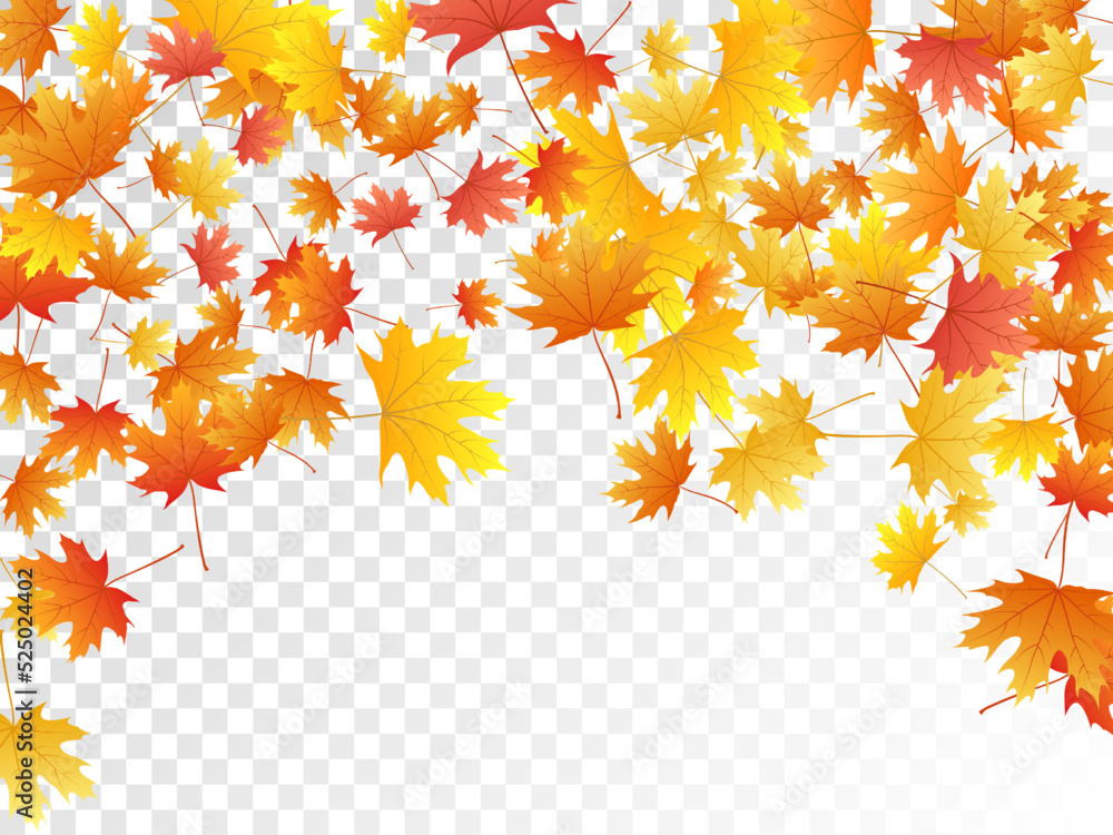 Maple leaves vector illustration, autumn foliage on transparent background.