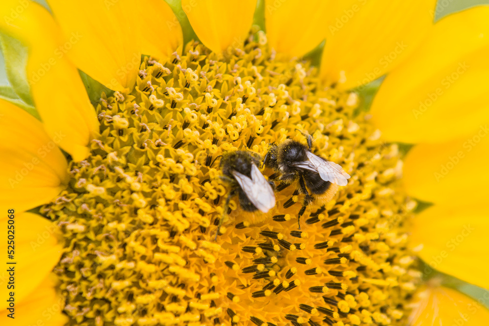 Nie tylko pszczoły zapylają rośliny. Nasze udane uprawy zawdzięczamy również dzikim owadom, takim jak np. trzmiele. - obrazy, fototapety, plakaty 